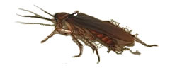 Barata de esgoto