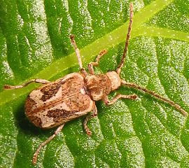 Caruncho da madeira